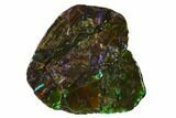 Iridescent Ammolite (Fossil Ammonite Shell) - Alberta, Canada #143551-1